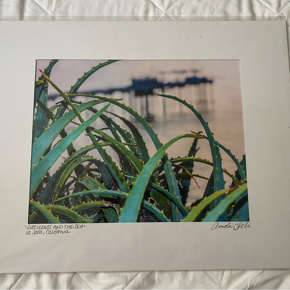 Succulents And The Sea 16 X 20” Mat Print In Plastic Wrap